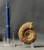 Zorgvuldig voorbereide Bathoniaanse ammoniet. -, Verzamelen, Mineralen en Fossielen