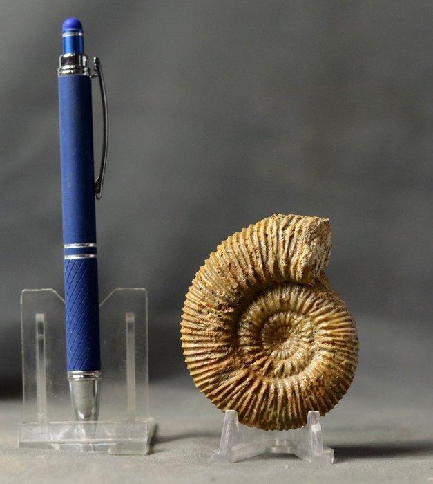 Zorgvuldig voorbereide Bathoniaanse ammoniet. -, Verzamelen, Mineralen en Fossielen