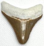 Megalodon - Fossiele tand - Carcharocles megalodon  (Zonder