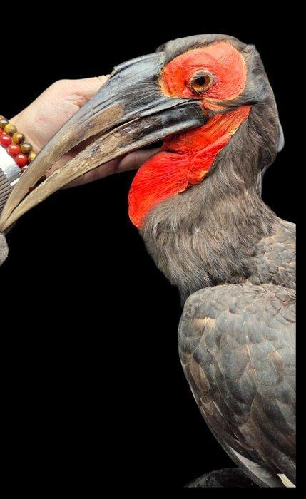 Afrikaanse zuidelijke grondhoornraaf - volledige opmaak, Verzamelen, Dierenverzamelingen