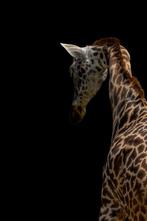 Viktoria Farkas - SSA Wild Geometry - Fine Art Premium Print