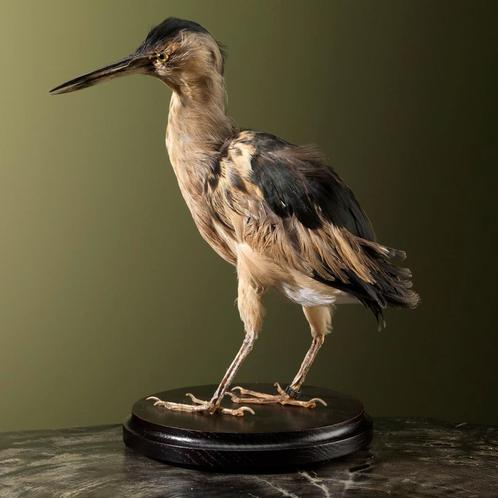 Woudaap Taxidermie Opgezette Dieren By Max, Collections, Collections Animaux, Enlèvement ou Envoi