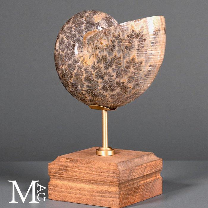 Phylloceras – fossiele ammoniet op houten standaard -, Collections, Minéraux & Fossiles