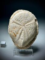 Zee-egel - Gefossiliseerd dier - Maretia planulata abbassi