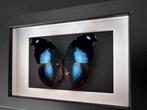 Vlinder Taxidermie volledige montage - Napeocles JUcunda -