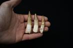 Verzameling van tandendoorns met wortel - Fossiele tanden -