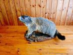 Souris Support de corps entier pour taxidermie - Marmota -, Nieuw