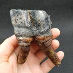 Rhinocéros laineux - Dent fossile - Coelodonta antiquitatis, Collections