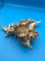 Gastropode Zeeschelp - Chicoreus ramosus (Zonder