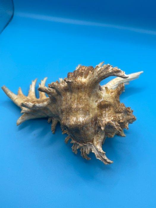 Gastropode Zeeschelp - Chicoreus ramosus (Zonder, Antiek en Kunst, Curiosa en Brocante