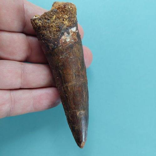 Dinosaurus - Fossiele tand - Spinosaurus aegyptiacus - 105, Verzamelen, Mineralen en Fossielen