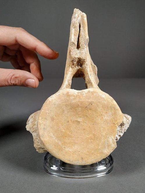 plesiosaurus wervel - Fossiel fragment - Zarafasaura oceanis, Verzamelen, Mineralen en Fossielen