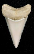 Witte haai Taxidermie volledige montage - Carcharodon, Nieuw