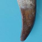 Dinosaurus - Fossiele tand - Carcharodontosaurus sp.