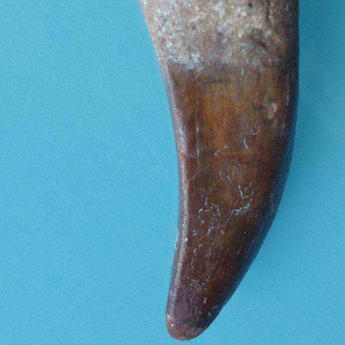 Dinosaurus - Fossiele tand - Carcharodontosaurus sp., Verzamelen, Mineralen en Fossielen