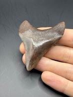 Megalodon - Fossiele tand - Carcharias Megalodon - 6.9 cm -