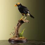 Beo Papoeamaina Taxidermie Opgezette Dieren By Max, Ophalen of Verzenden, Nieuw, Vogel, Opgezet dier