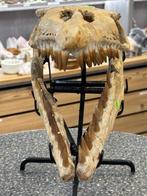 Mosasaurus - Fossiel skelet - Mosasaurus sp. - 47 cm - 34 cm