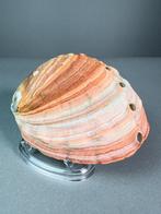 Beau abalonne naturel orange Coquillage marin - Haliotis, Antiek en Kunst