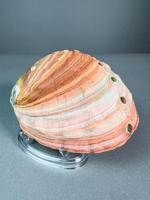 Beau abalonne naturel orange Coquillage marin - Haliotis, Antiek en Kunst, Curiosa en Brocante