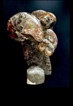 Bloc de nautilus et ammonites du Madagascar, 5,15 kg -, Verzamelen