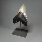 Fijne Megalodon Shark Tooth - ingesteld op aangepaste