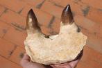 Mosasaure - Mâchoire fossilisée - Prognatodon giganteous -