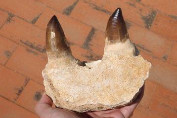 Mosasaure - Mâchoire fossilisée - Prognatodon giganteous -