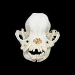 Chien domestique Crâne de mammifère - Domestic dog skull -