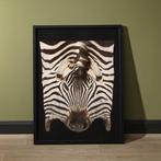 Zebra Taxidermie volledige montage - Equus quagga burchellii