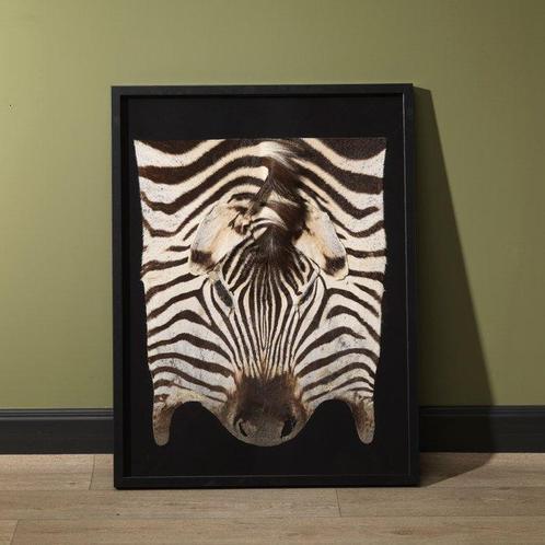 Zebra Taxidermie volledige montage - Equus quagga burchellii, Collections, Collections Animaux