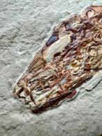 Grote addervis uit het Krijt - Fossiel skelet - Prionolepis