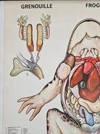 Vintage anatomische schoolkaart – “Grenouille / Frog /, Antiek en Kunst