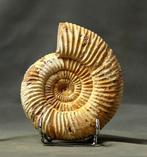 Fijn fossiele ammoniet - Gefossiliseerd dier -, Verzamelen, Mineralen en Fossielen