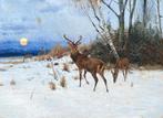 Wilhelm Kuhnert (1865-1926) - Deer family in a forest