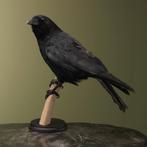 Kraai Taxidermie Opgezette Dieren By Max, Ophalen of Verzenden, Nieuw, Vogel, Opgezet dier