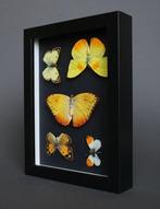 Vlinder Taxidermie volledige montage - Phoebis philea,, Nieuw