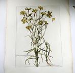 Nicholas Robert (1610-1684) - Lychnis sicula - Botanical