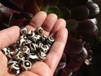 35 DZI (10mm) + 6 Metalen Kralen uit Nepal - Gezegend door
