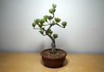 Den bonsai (Pinus) - Hoogte (boom): 25 cm - Diepte (boom):