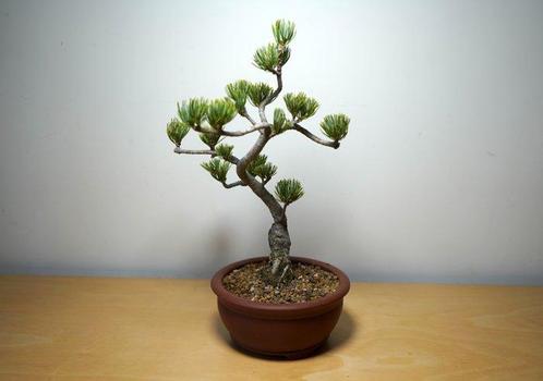 Den bonsai (Pinus) - Hoogte (boom): 25 cm - Diepte (boom):, Antiek en Kunst, Curiosa en Brocante