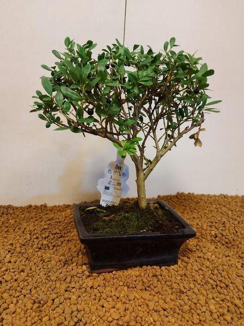 Japanese holly bonsai (Ilex crenata) - Hoogte (boom): 25 cm, Antiek en Kunst, Curiosa en Brocante