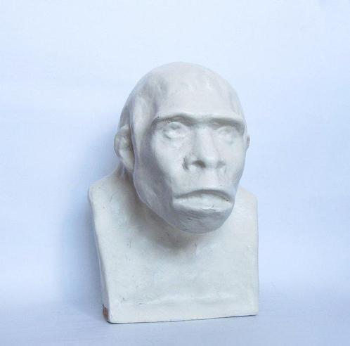 Lesmateriaal - Vintage educatief anatomisch model -, Verzamelen, Dierenverzamelingen
