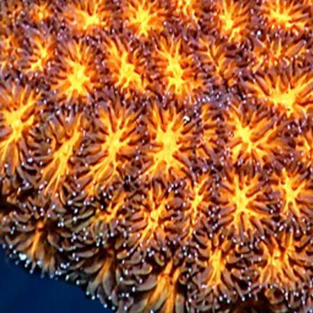 Leptastrea Oranje Frag (Ong. 2-3 cm), Dieren en Toebehoren, Vissen | Aquariumvissen