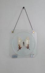 Papillon Support de corps entier pour taxidermie -, Collections, Collections Animaux