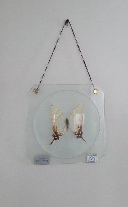 Papillon Support de corps entier pour taxidermie -, Collections, Collections Animaux