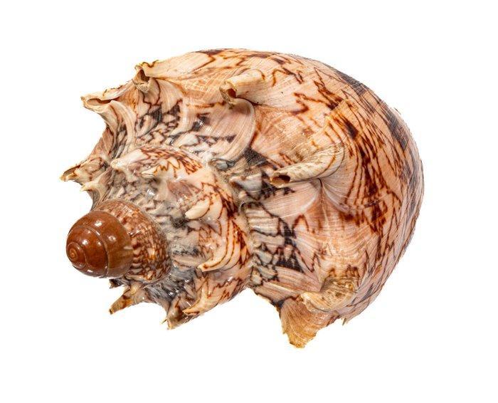 Kaiserliche Volute ***verzamelaarsstuk keizerlijke kroon***, Verzamelen, Dierenverzamelingen