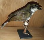 groen gestreepte borstlijster Taxidermie volledige montage -, Verzamelen, Nieuw