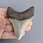 Megalodon Shark - Fossiele tand - megaselachus megalodon -, Verzamelen, Mineralen en Fossielen