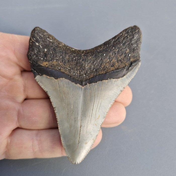 Megalodon Shark - Fossiele tand - megaselachus megalodon -, Verzamelen, Mineralen en Fossielen
